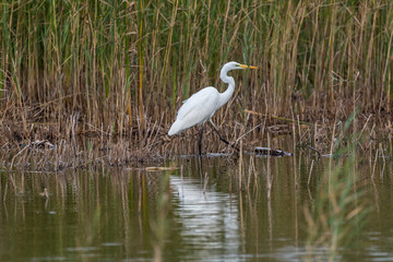 Great White Egret in Wetlands in Latvia on a Sunny Day