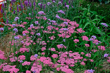 Close up of an attractive and colourful flower border with Achillea millefolium Pink Grapefruit, Verbena Lollipop and Veronica Purpleicious © Garden Guru
