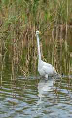 Great White Egret in Wetlands in Latvia on a Sunny Day
