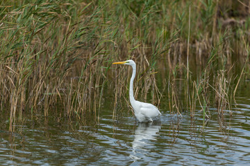 Great White Egret in Wetlands in Latvia on a Sunny Day