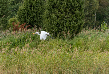 Great White Egret in Wetlands in Latvia on a Sunny Day