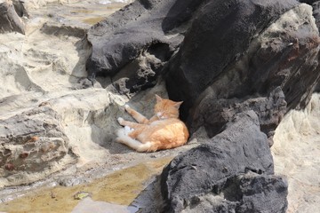 居眠りしている猫のイメージ