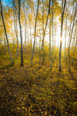 Die Sonne scheint in einen Birken Wald im Herbst