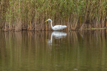 Great White Egret in Wetlands in Latvia on a Sunny Day