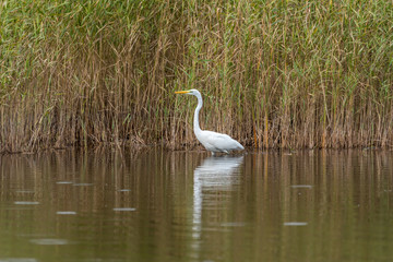 Great White Egret in Wetlands in Latvia on a Sunny Day