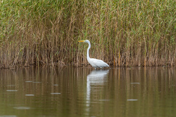 Obraz premium Great White Egret in Wetlands in Latvia on a Sunny Day