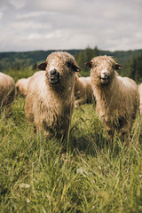 Sheeps group and lambs on a meadow with green grass