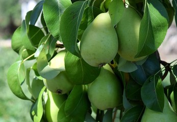 pears on tree
