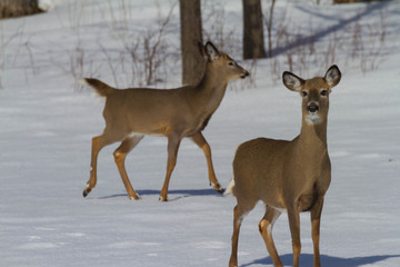 Naklejka na ściany i meble deers in the snow in canada
