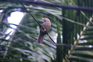 bird on branch