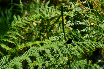 Dragonfly on foliage. natural backgrounds