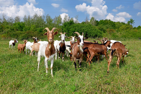 Ziegenherde (Bunte Deutsche Edelziege) - goats