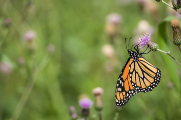 Monarch Butterfly, Danaus plexippus, on pink knapweed flowers on a sunny summer morning