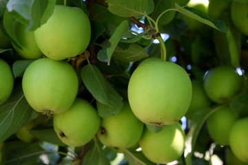 green apples on tree