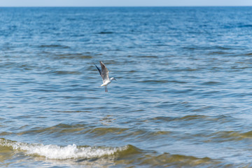 Seagull Fishing at the Baltic Sea on a Sunny Day