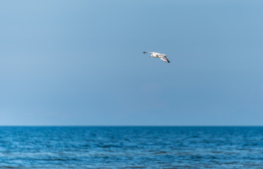 Fototapeta na wymiar Seagull Fishing at the Baltic Sea on a Sunny Day
