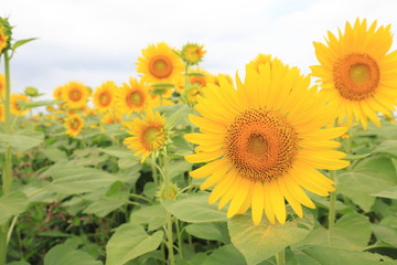 Fototapeta premium sunflower