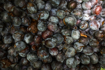 Ripe plums inside a plastic green barrel let to ferment to produce hand made strong alcohol (moonshine or plum brandy)