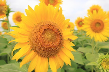 sunflower