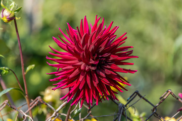 Closeup of a Spiky Red Flower in a Garden
