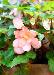 Pink terry flowers tuberous begonias in summer park.