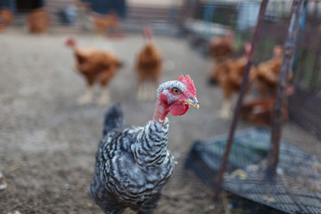 Chickens on traditional free range poultry farm. Blurred background