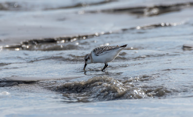 Sandpiper Bird Hunting for Food on a Baltic Sea Beach on a Summer Day