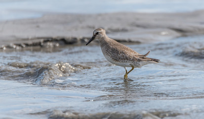 Sandpiper Bird Hunting for Food on a Baltic Sea Beach on a Summer Day