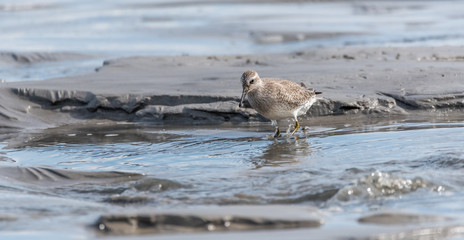 Sandpiper Bird Hunting for Food on a Baltic Sea Beach on a Summer Day