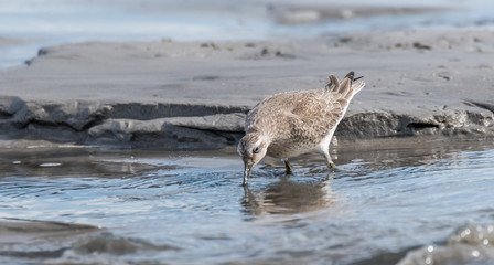 Sandpiper Bird Hunting for Food on a Baltic Sea Beach on a Summer Day