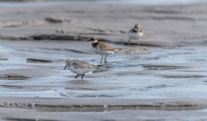 Sandpiper Bird Hunting for Food on a Baltic Sea Beach on a Summer Day