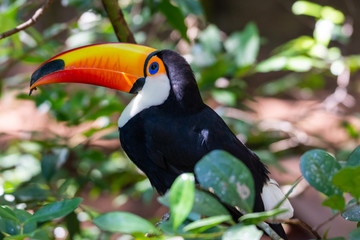 Beautiful toucan bird (Toco Toucan) in natural habitat, the Atlantic Rainforest, near Iguazu Falls in Foz do Iguacu, Brazil.
