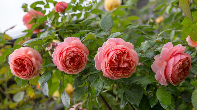 Beautiful roses blooming in the garden during the rain in autumn, raindrops