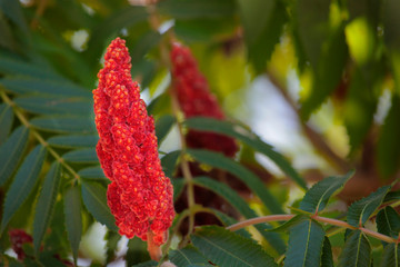 tropic tree flower blue sky