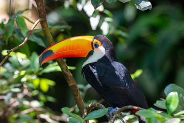 Beautiful toucan bird (Toco Toucan) in natural habitat, the Atlantic Rainforest, near Iguazu Falls in Foz do Iguacu, Brazil.