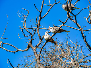 Crested Pigeons Orange Eyes