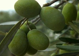 green olives on tree