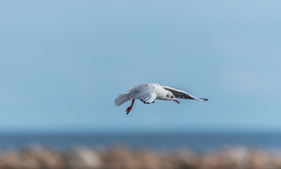 Seagulls Feeding on a Baltic Sea Beach on a Sunny Summer Day