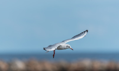 Fototapeta na wymiar Seagulls Feeding on a Baltic Sea Beach on a Sunny Summer Day