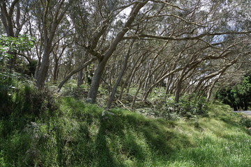 Der Talkessel von Cirque de Mafate  auf la reunion insel in frankreich