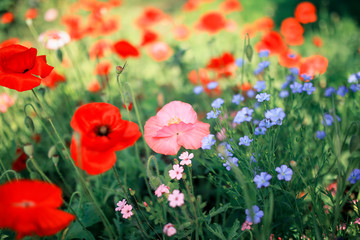 Fototapeta premium beautiful natural background with blue flax and scarlet poppy flowers grow on bright Sunny summer glade