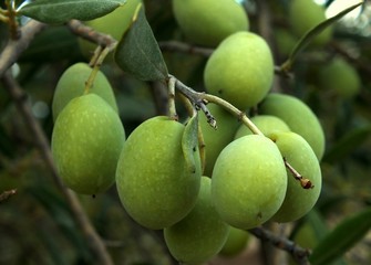 Olives on tree