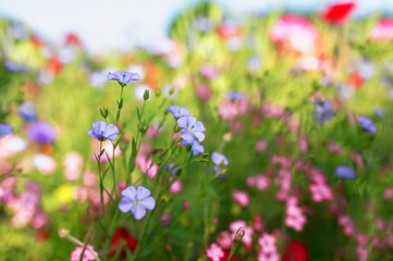 beautiful bright natural background with small buds of blue flax and red and pink flowers grow in a bright Sunny summer meadow