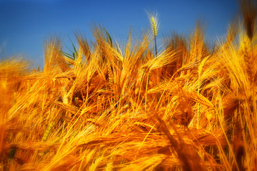 Detail of the Barley Spike