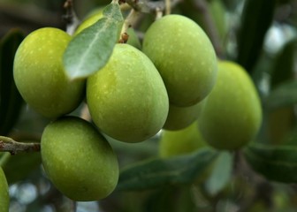 Olives on tree