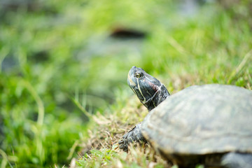 Turtle and reflections in the water, there are wood chips and green grass on the water surface. in public park