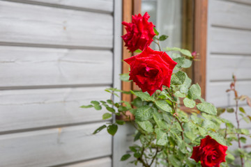 Beautiful roses blooming in the garden during the rain in autumn, raindrops