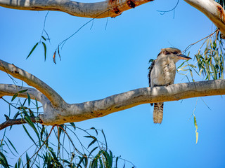 Kookaburra Right