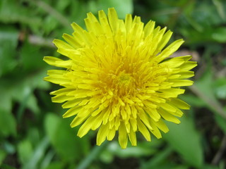 Dandelion. Kazakhstan (Nur-Sultan)