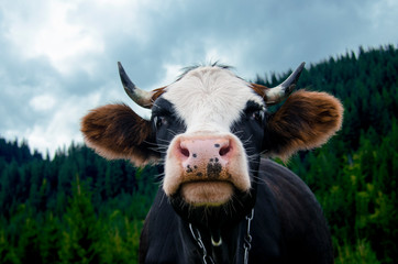 The head of a young cow with a pink nose against the backdrop of the mountains